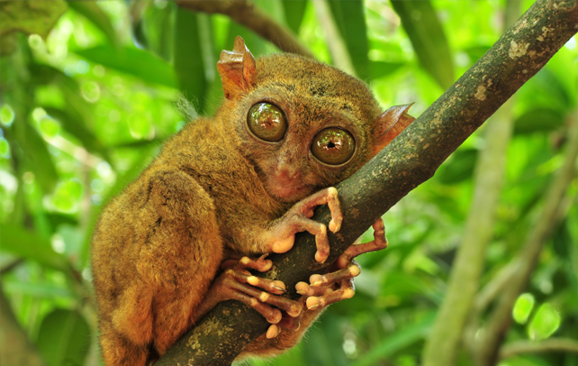 Tarsier