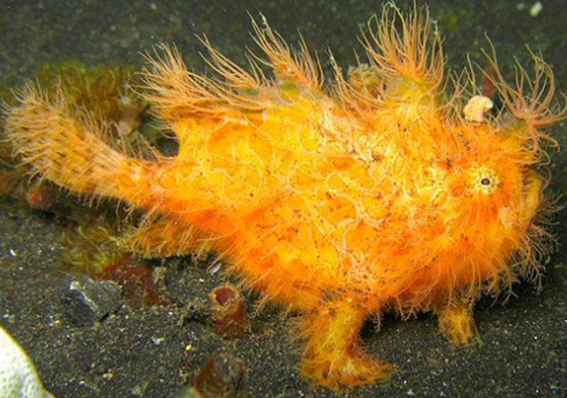 Hairy Frogfish