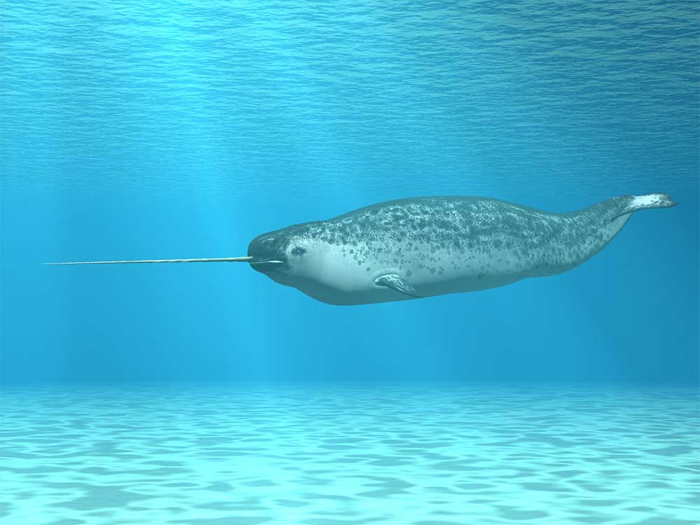 Narwhal