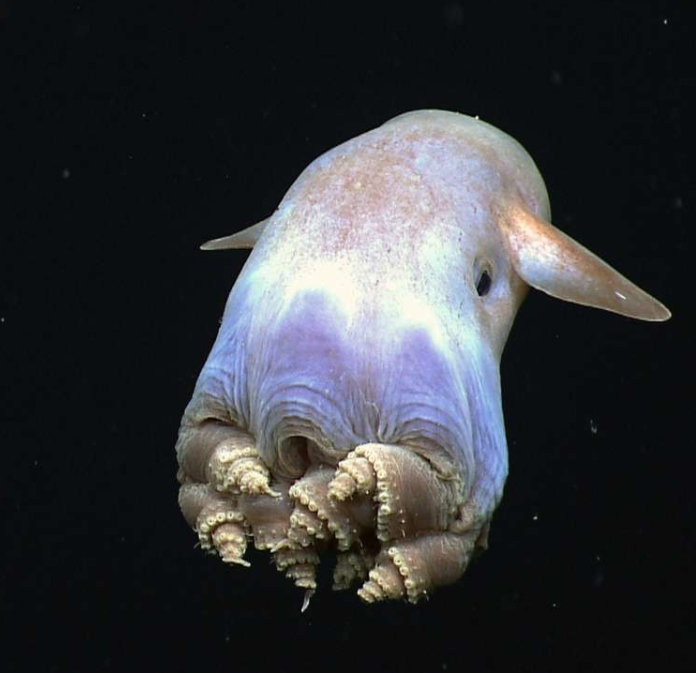 Dumbo Octopus