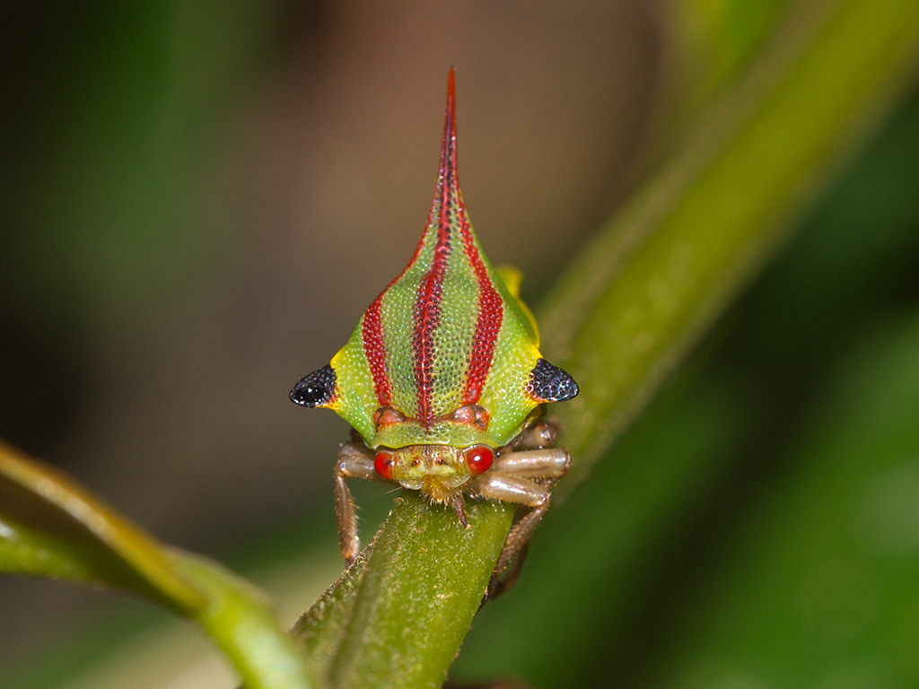 Umbonia Spinosa