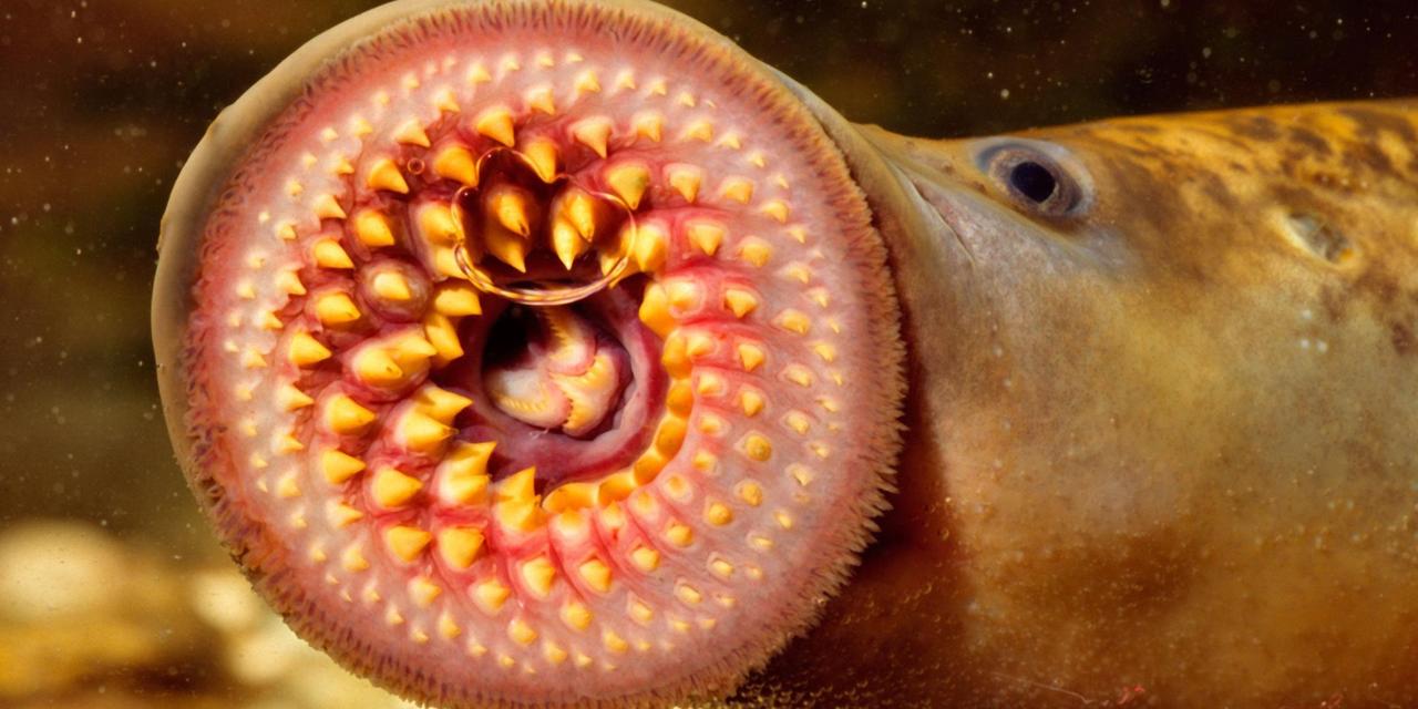 Lamprey