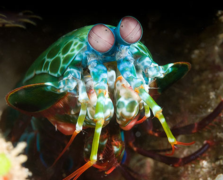 Mantis Shrimp