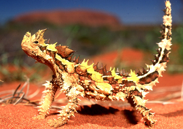 Thorny Dragon