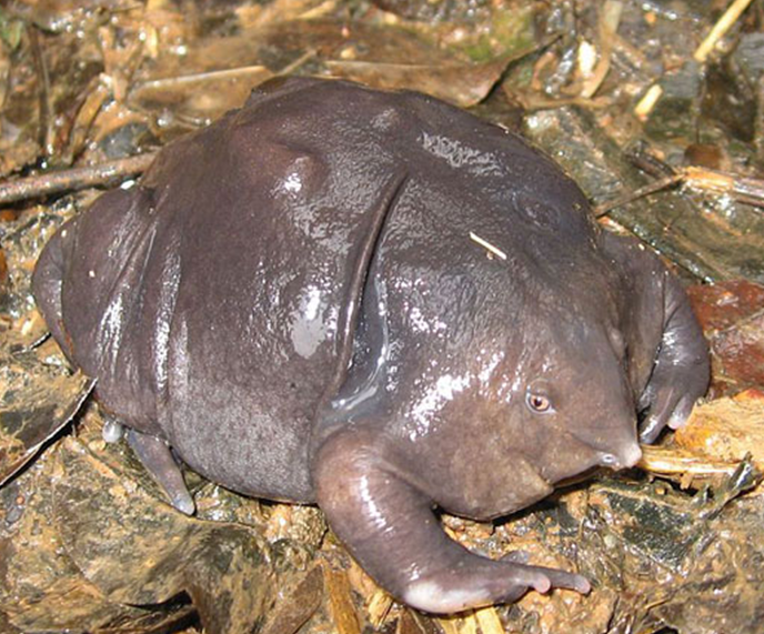 Indian Purple Frog