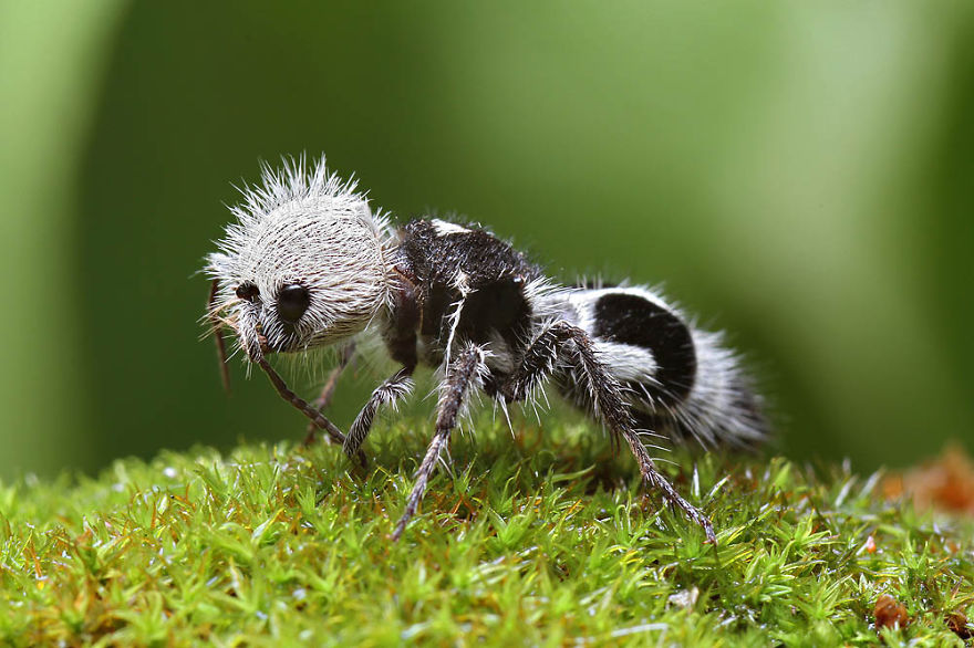 Panda Ant