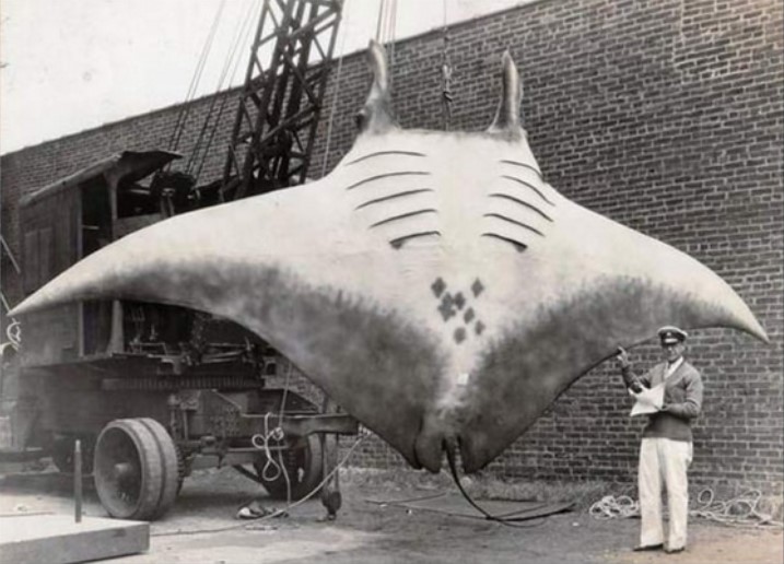 Giant Ray