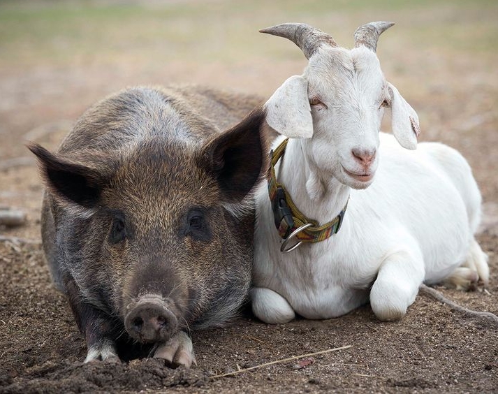 Farm Friends