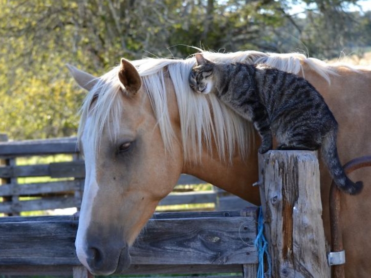 A Hard Barn Life