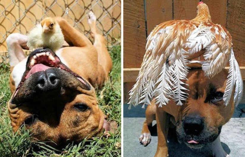 Pit Bull And Chicken