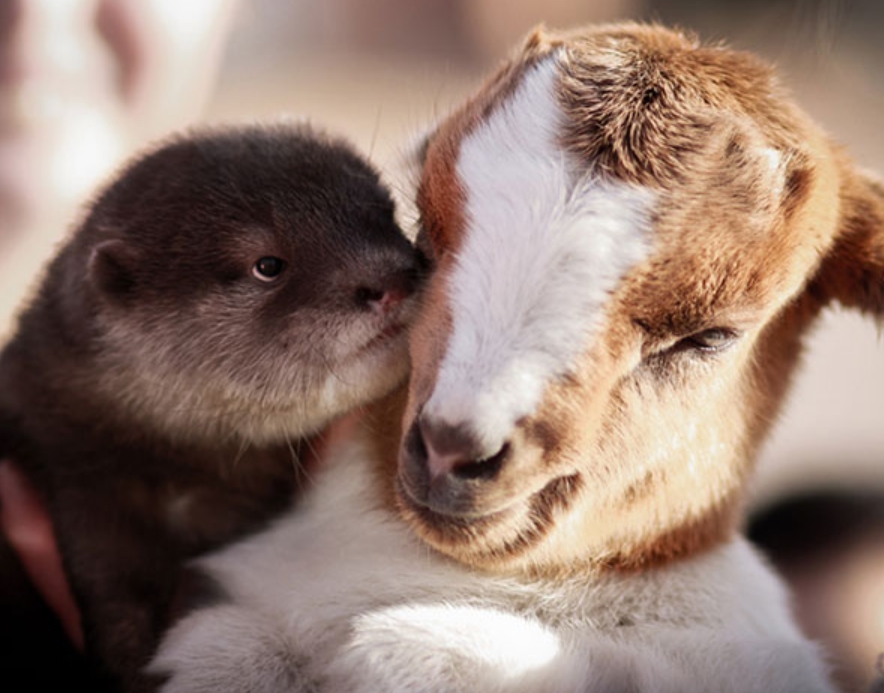 Otter Have A Friend Like This