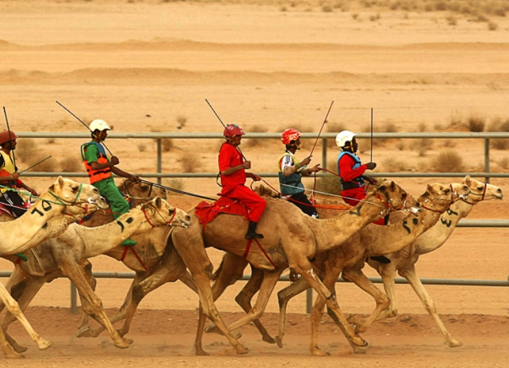 Camel Races