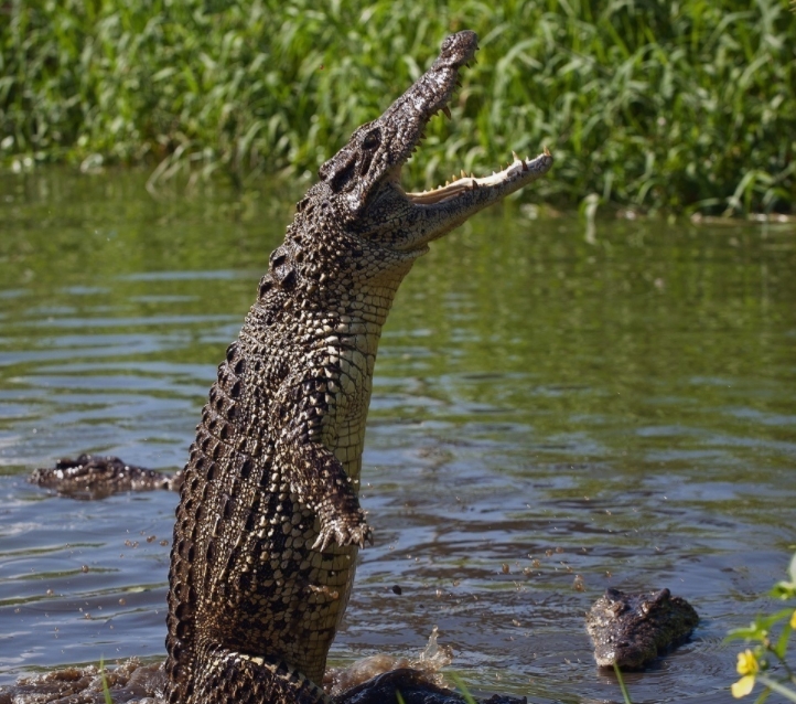 Scary Crocodiles