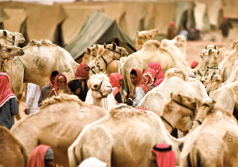 The Camel Market