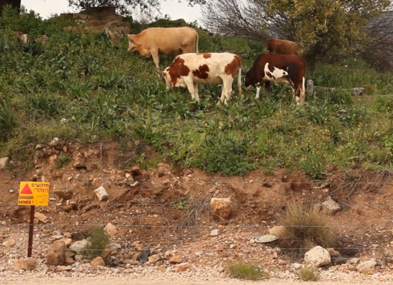 Unexploded Land Mines