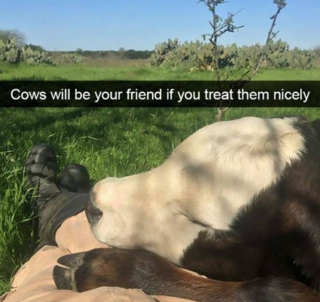 Animal Snapchat Love