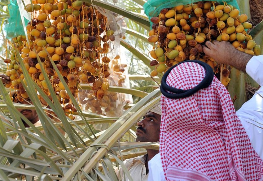 Date Farms