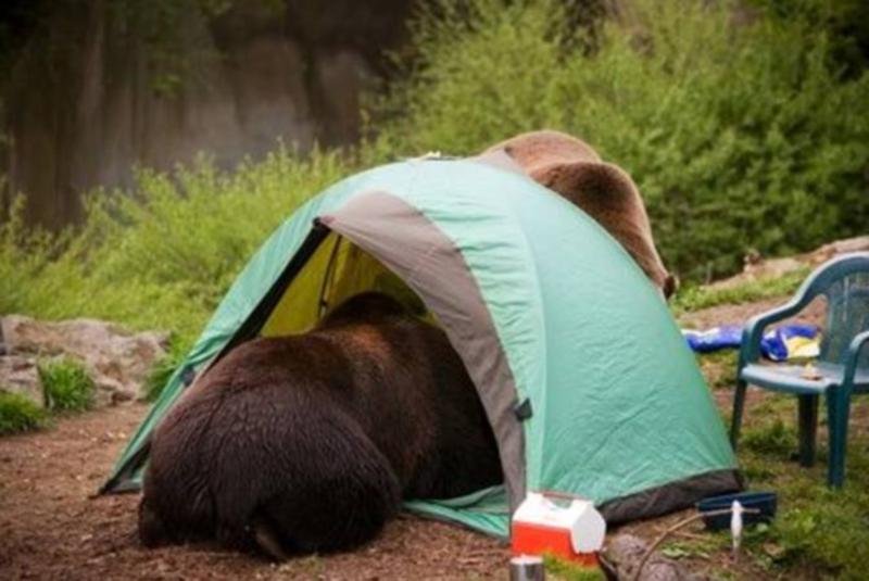 Teddy Bears’ Picnic