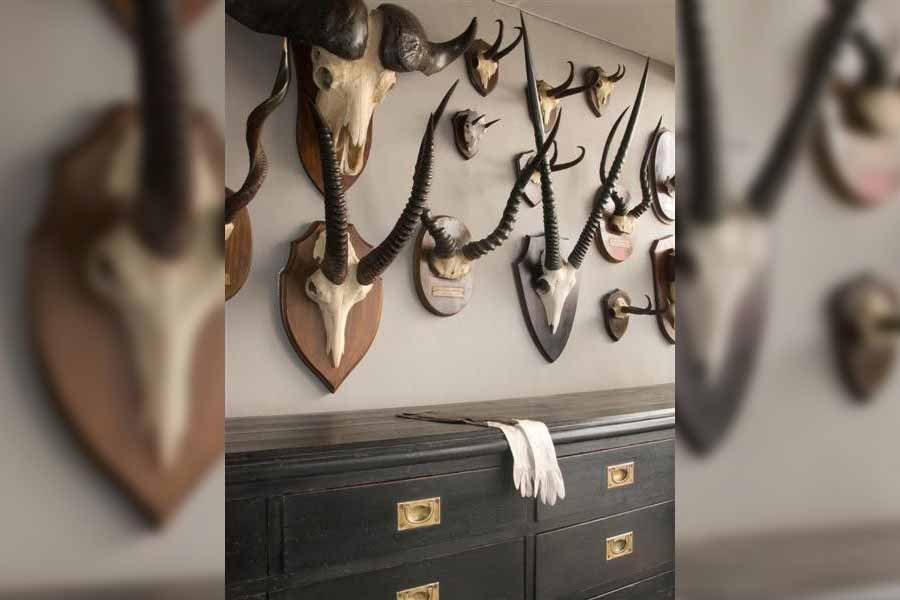 Mounted Taxidermy Or Animal Skulls