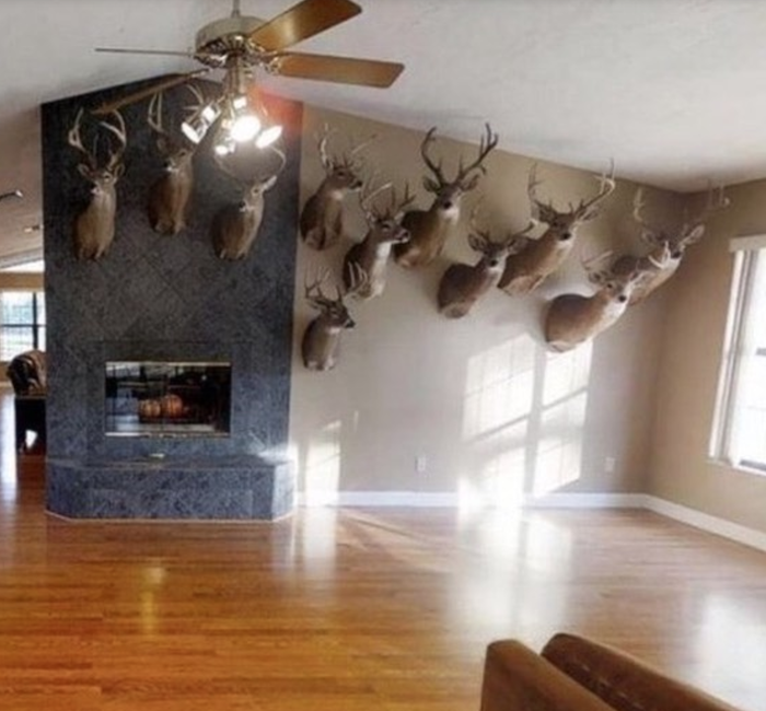 Too Much Taxidermy