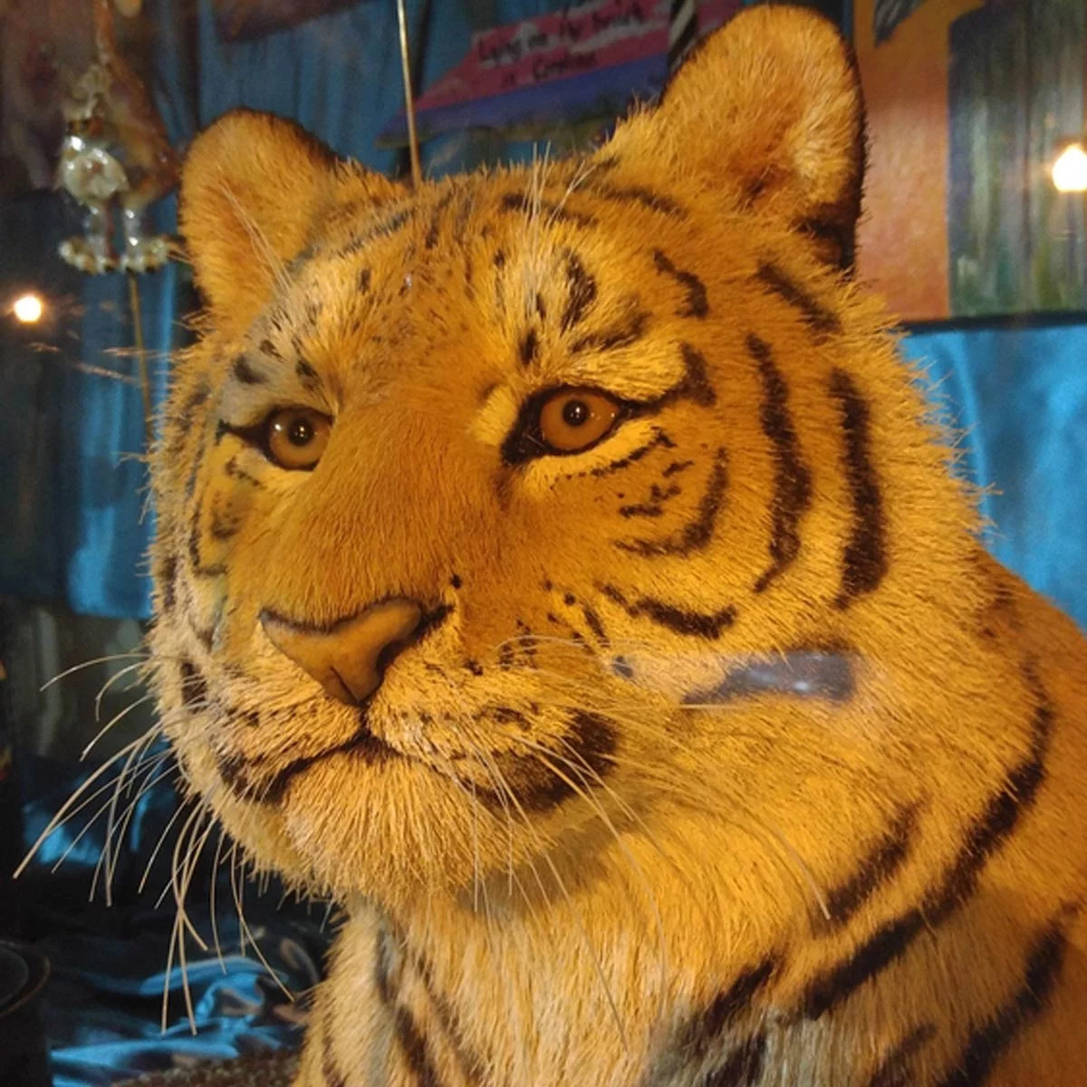 A Tiger