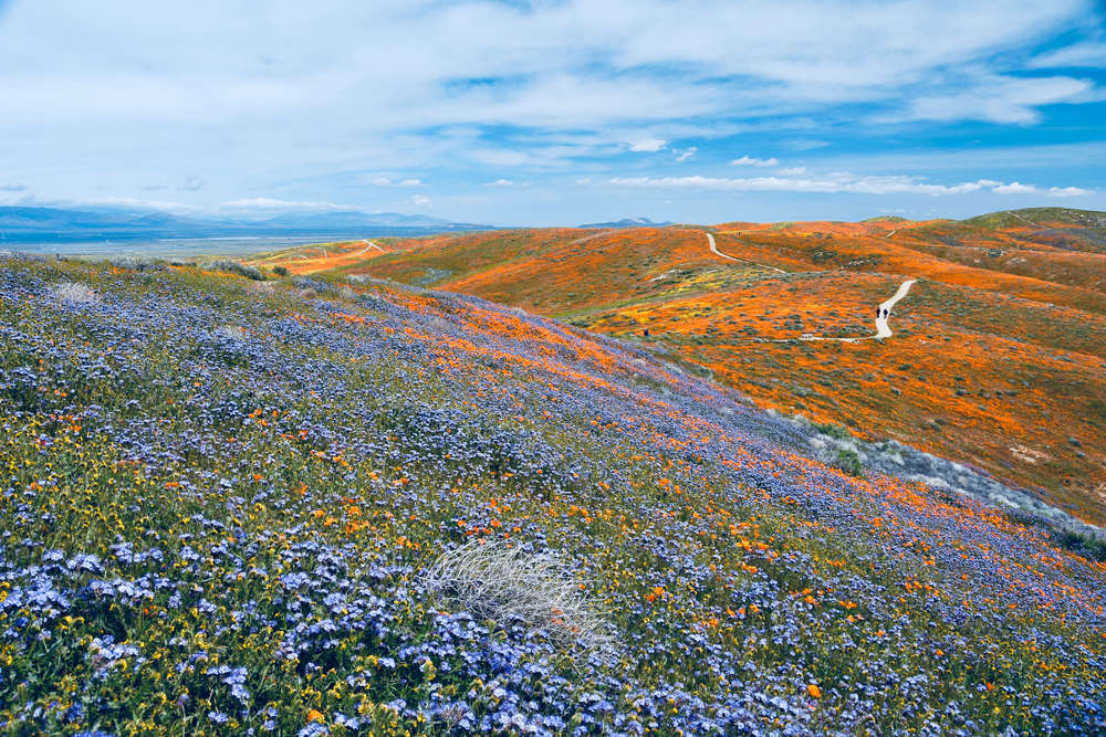 Landscape With Poppies, Forget Me Nots, And More