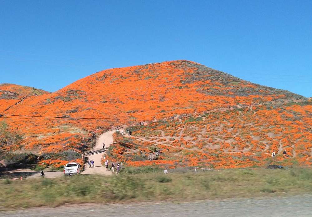 The California Superbloom