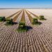 Tractors Harvesting Cotton Plants In Brazil