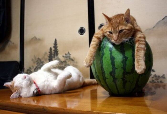 Watermelon Bed