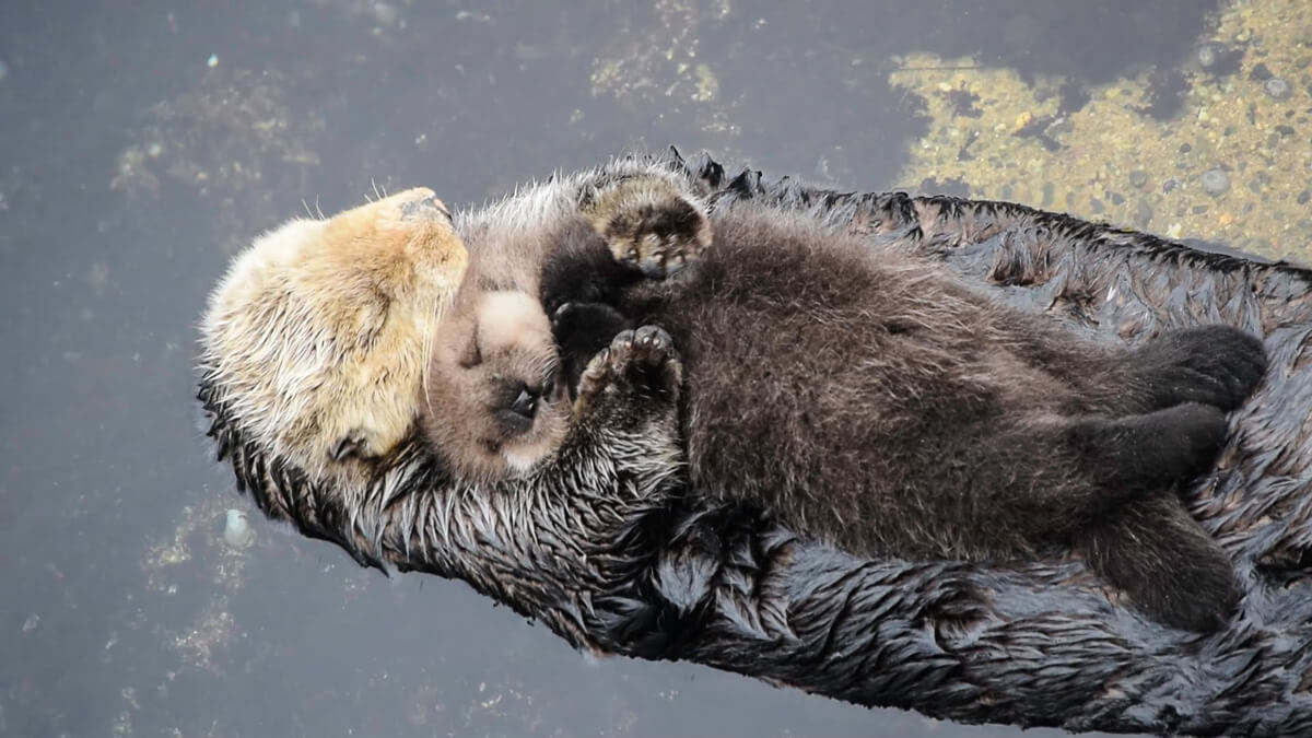 Snuggly With Mama