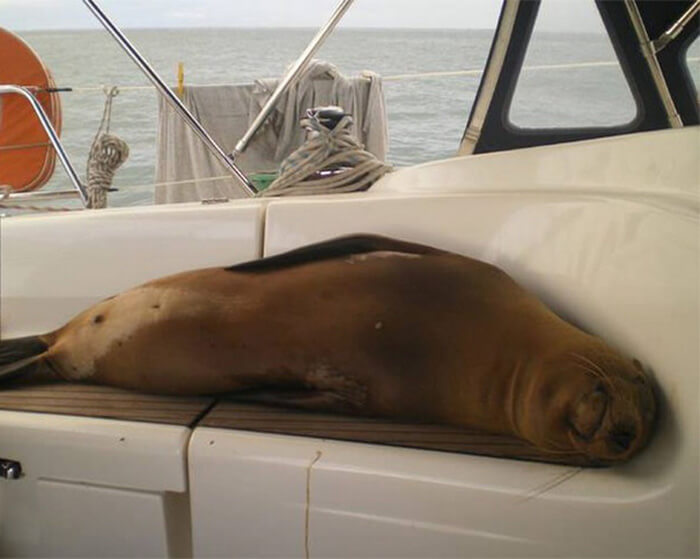 Boat Naps