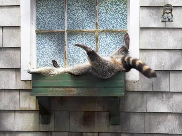 Sleeping Into The Flower Box