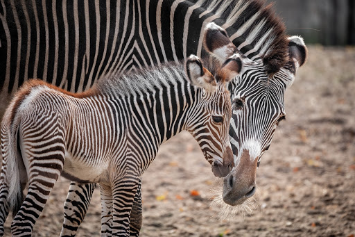 A Protective Mother