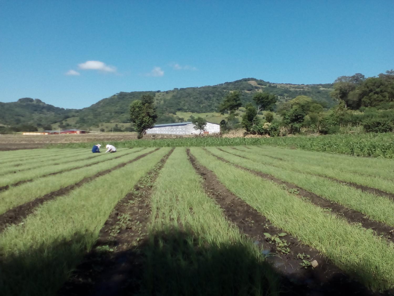 Vista En Nicaragua Rural