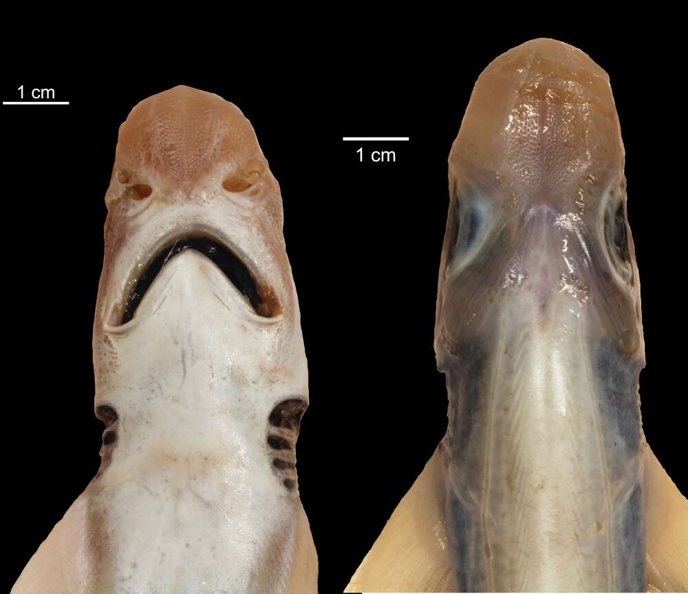 This Shark Doesn't Have The Typical Markings Of Its Kind