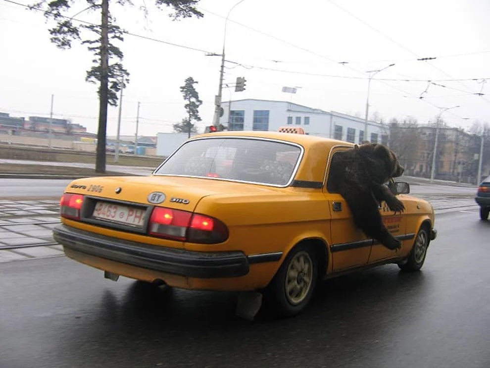 Osos Hasta En Los Taxis