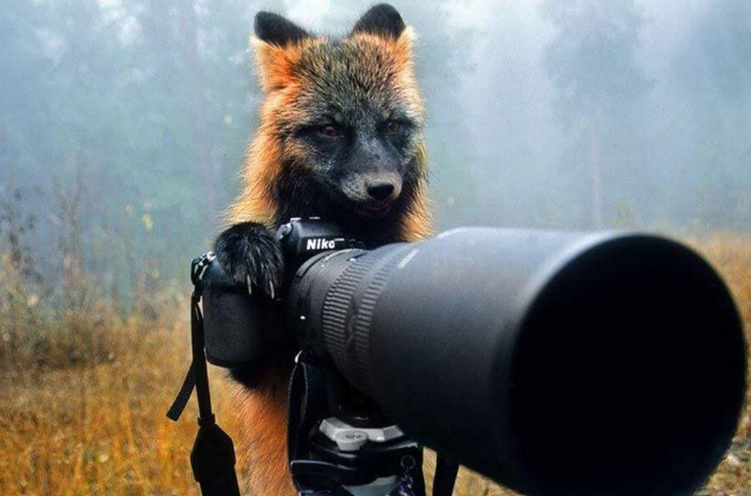 Los Animales Y La Fotografía