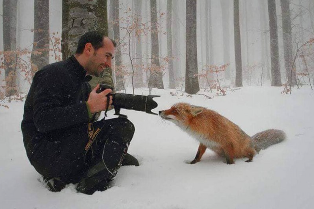 Los Zorros Son Amantes De La Fotografía