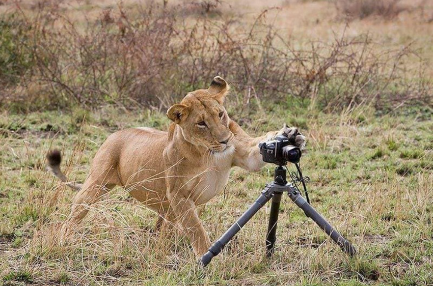 Si Sabe Como Tomar La Foto