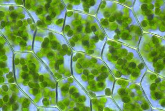 Chloroplast In Plant Cell