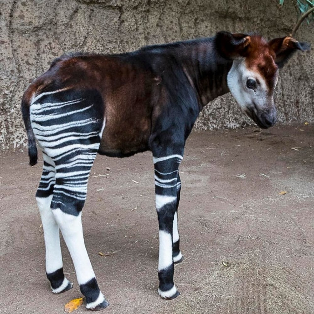 Okapi