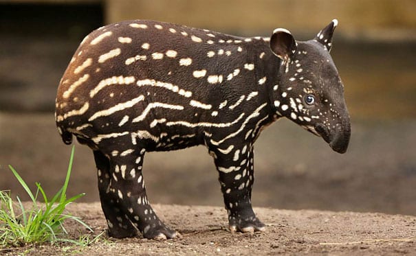 Tapir