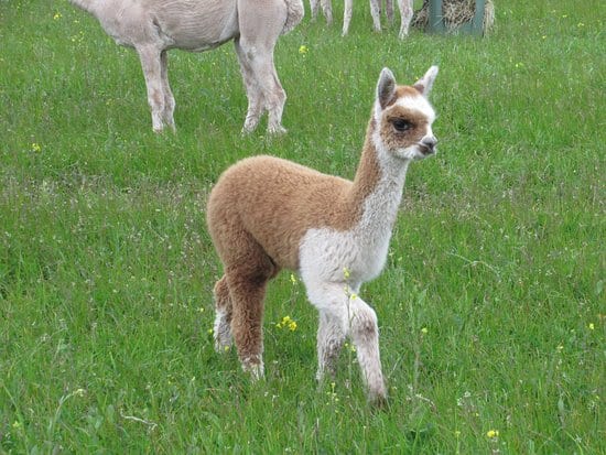 Alpaca