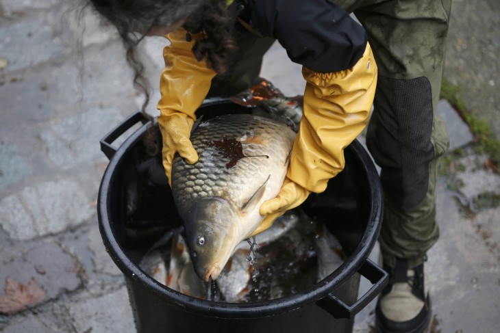 ¿Qué Se Hizo Con El Pescado