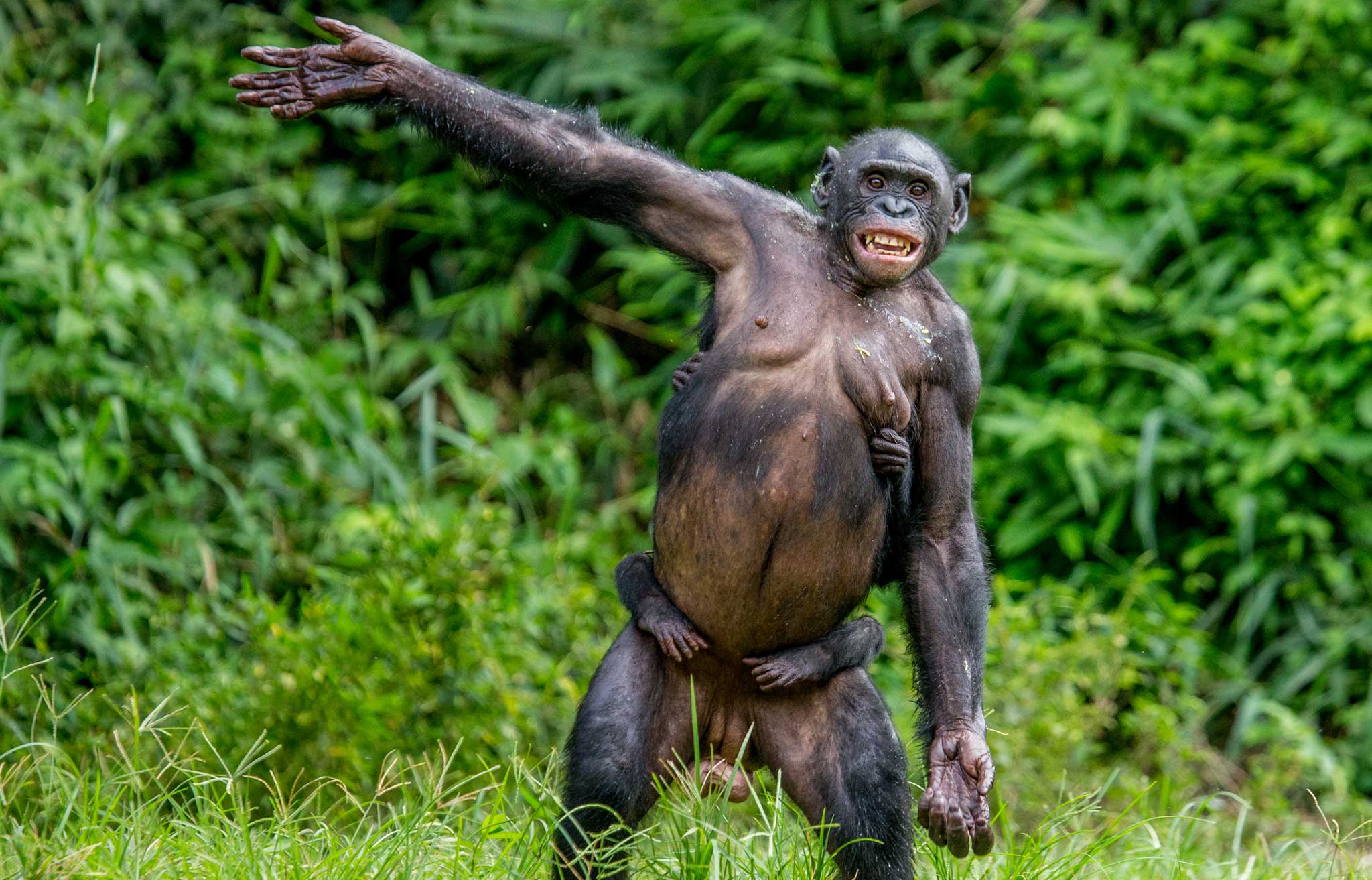 Waving Hello Signals Greeting Among Apes