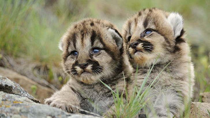 Con Los Gatos Tambien Se Confunden