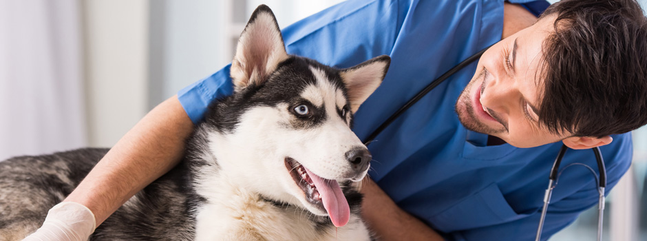 Si Tienes Dudas Llevalo Al Veterinario