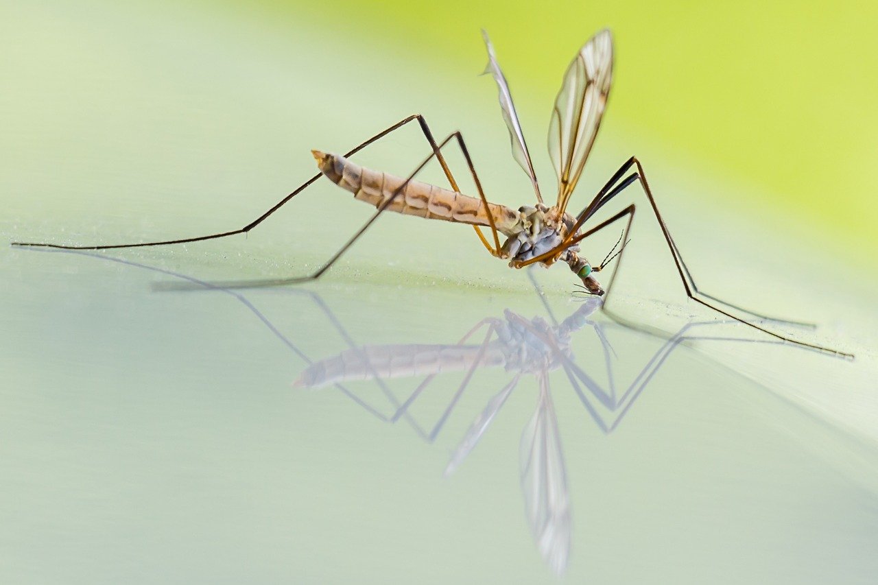 Puede Repeler Los Mosquitos Y Aliviar Picaduras