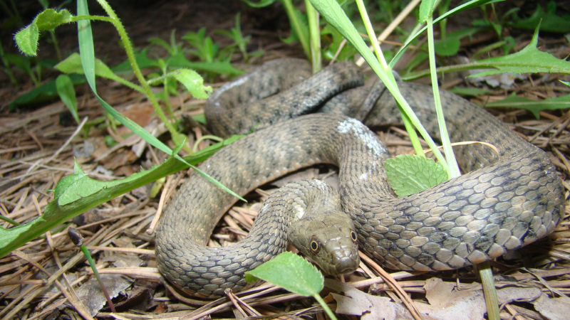 Close,Up,Of,Snake,.,Closeup,Of,Water,Snake,Is