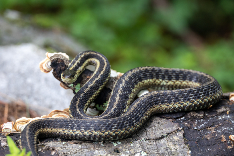 Eastern,Garter,Snake,(thamnophis,Sirtalis,Sirtalis),Coiled,And